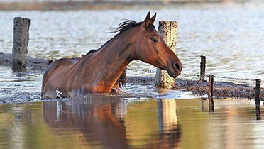 horse in flood waters
